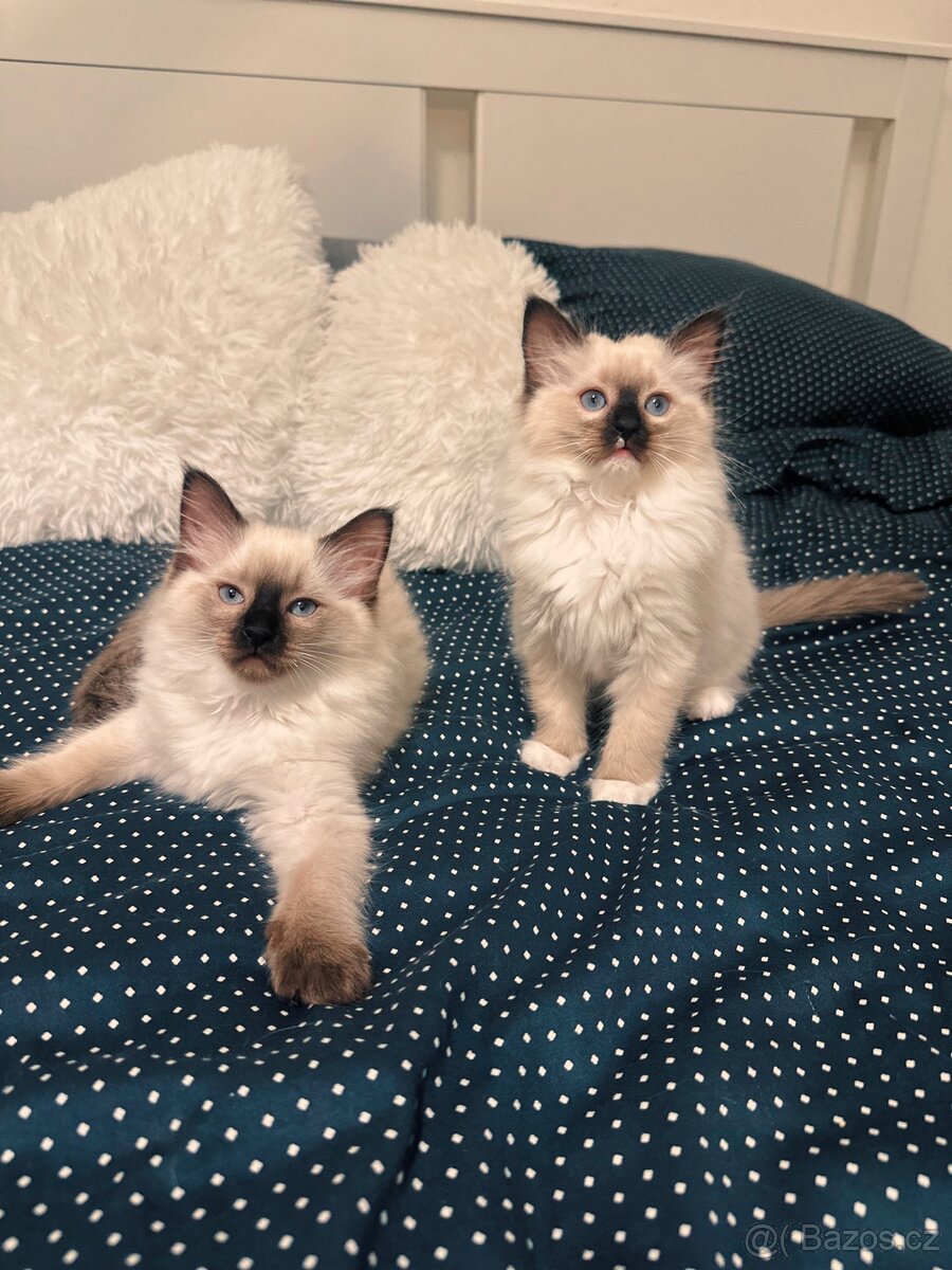 PRODEJ KOT’AT RAGDOLL 🎄💫 - 10