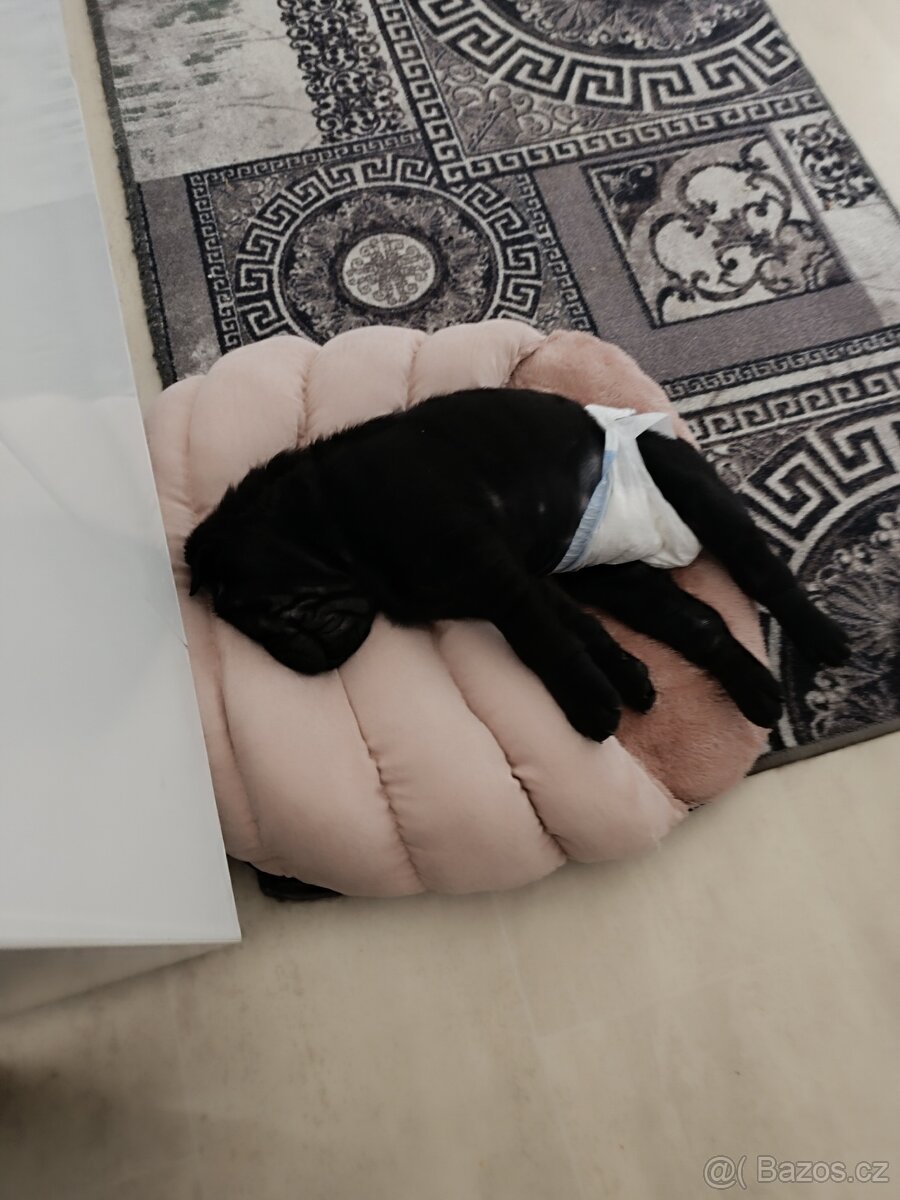 Šarpej 3 měsíce. - 10