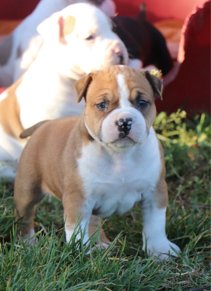 Americký stafordšírský teriér s PP fenka 1 - 10