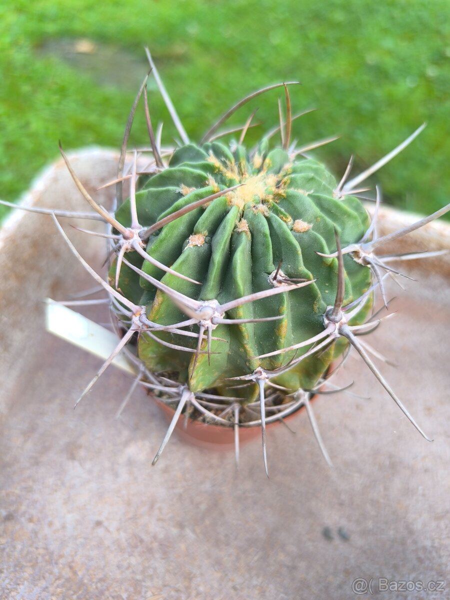 Kaktusy - 10