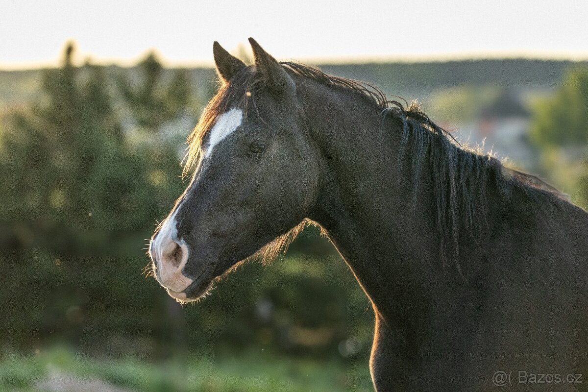 Valach Welsh Cob 3,5 roku - 10