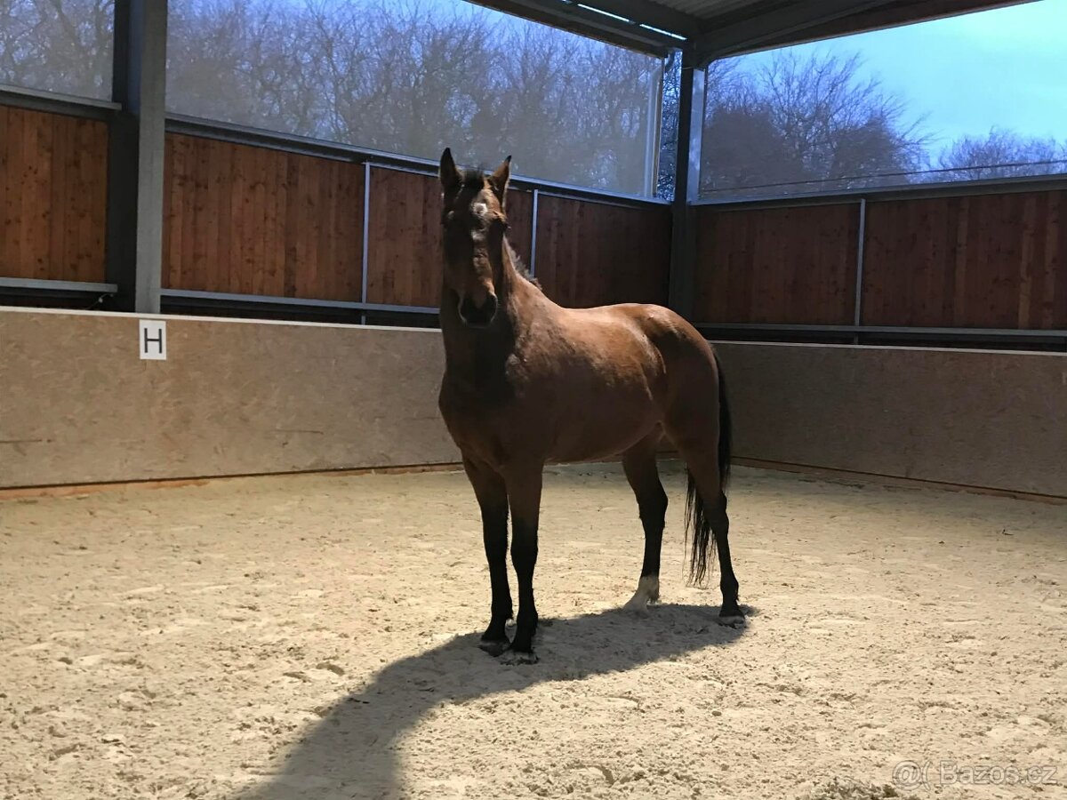 valach 9 let, 158 cm kůň pro ženu - 10