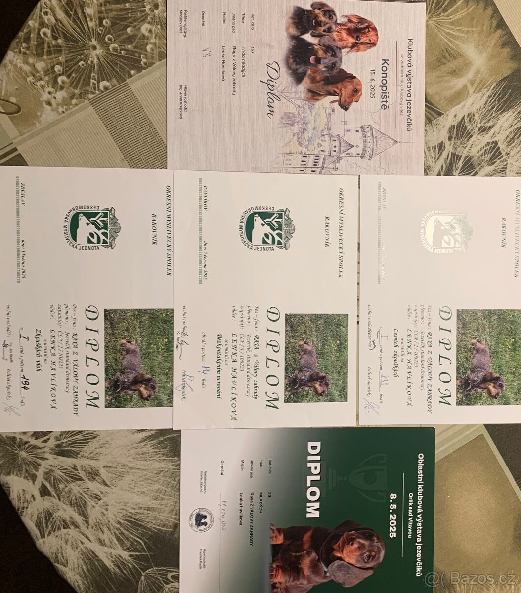 Jezevčík standard drsnosrstý s PP - 10