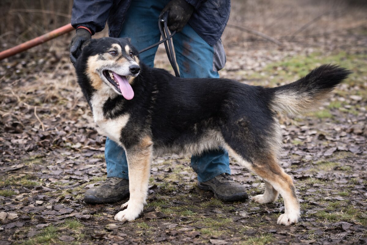 Roger hledá domov - 10