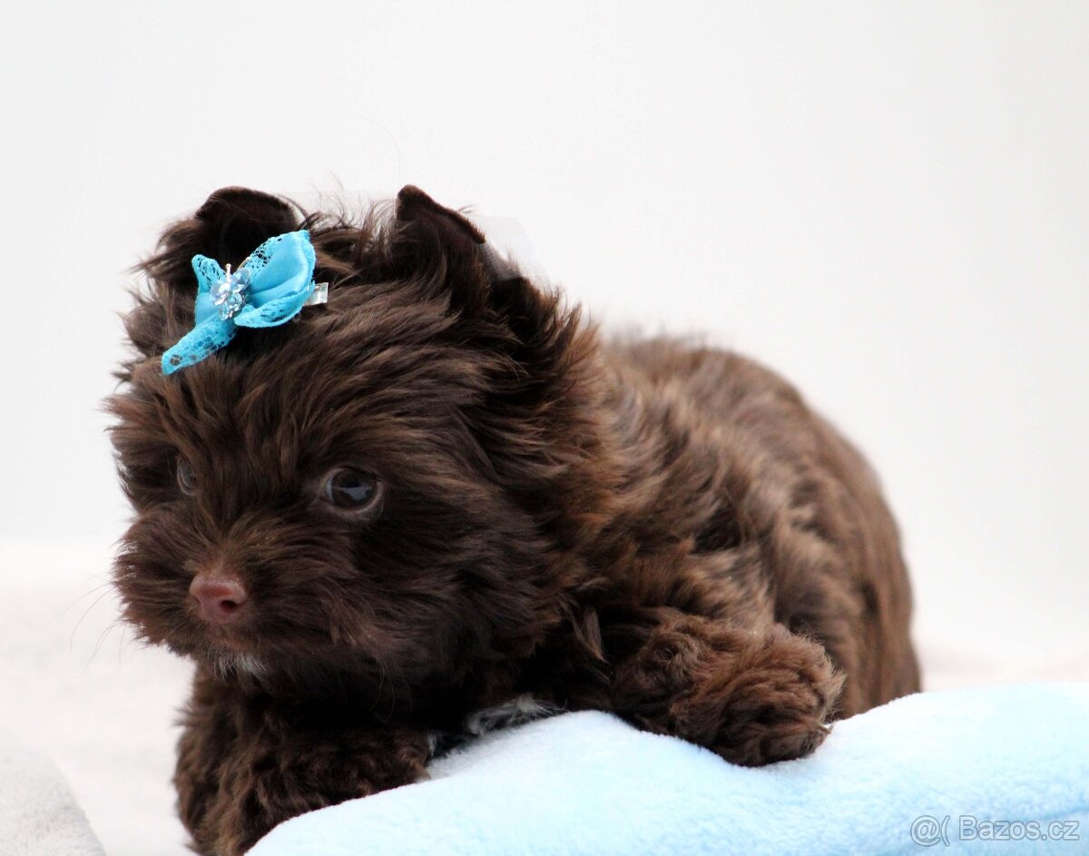 jorkšírský terrier s PP - 10