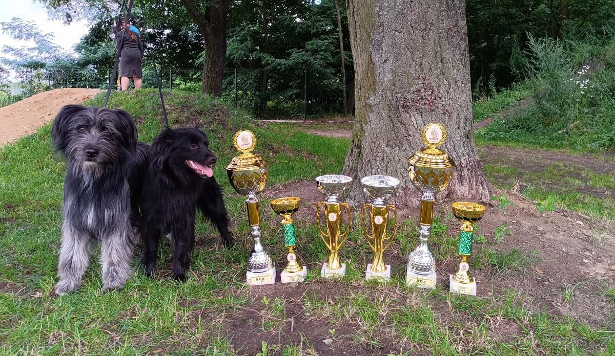 Pyrenejský ovčák - štěňátka s PP - 10