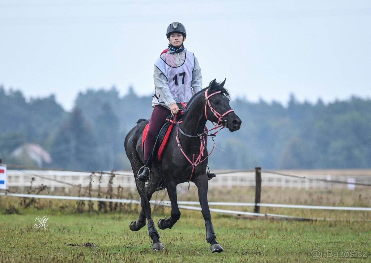 Equanadi-arabsky zrebec - 10