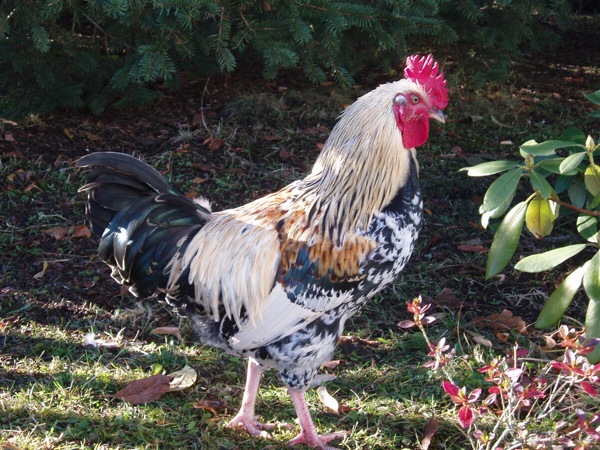 Prodám kohouta do chovu - 10