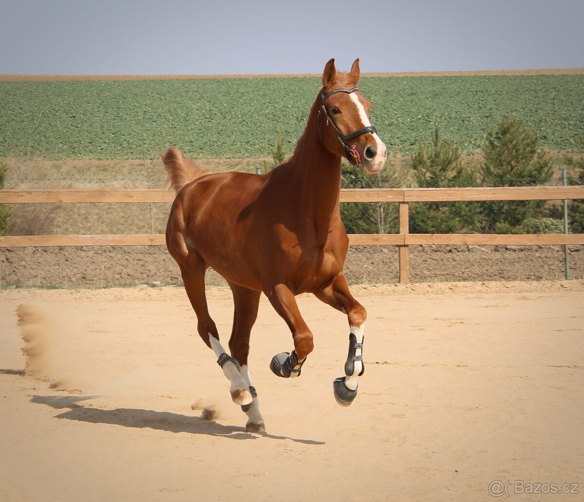 Prodám sedmiletou klisnu do vyššího sportu - 10