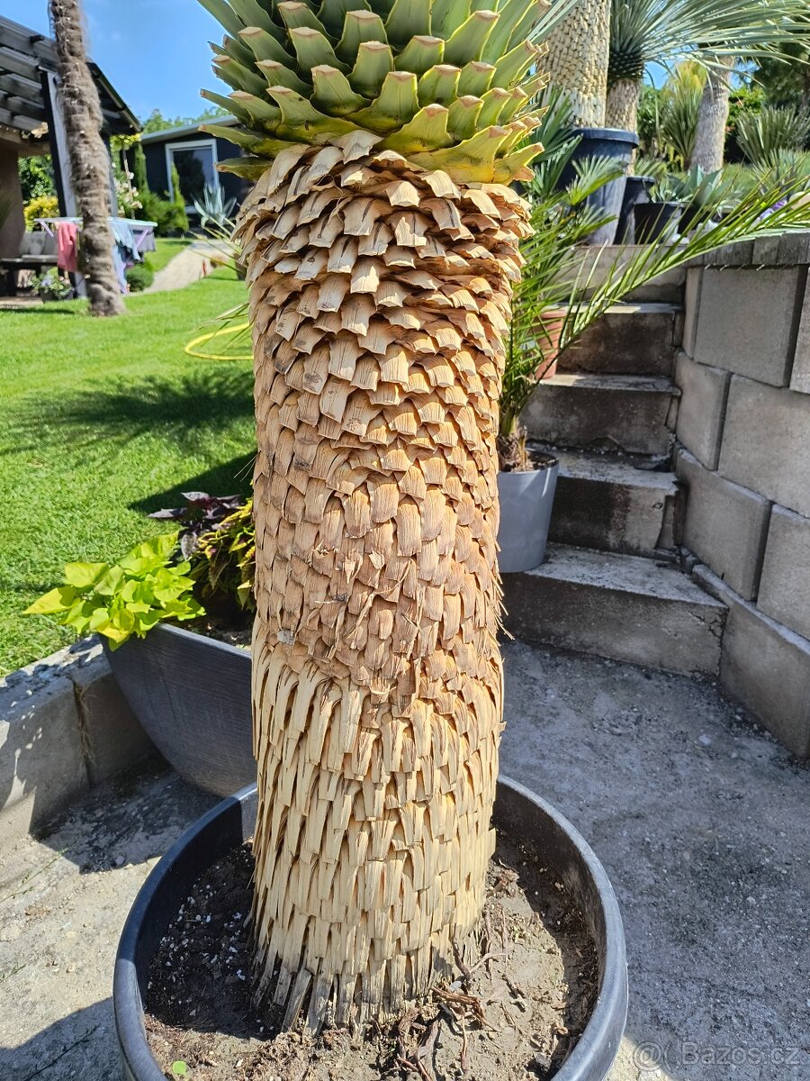 Sabal brazoriensis yucca juka - 10