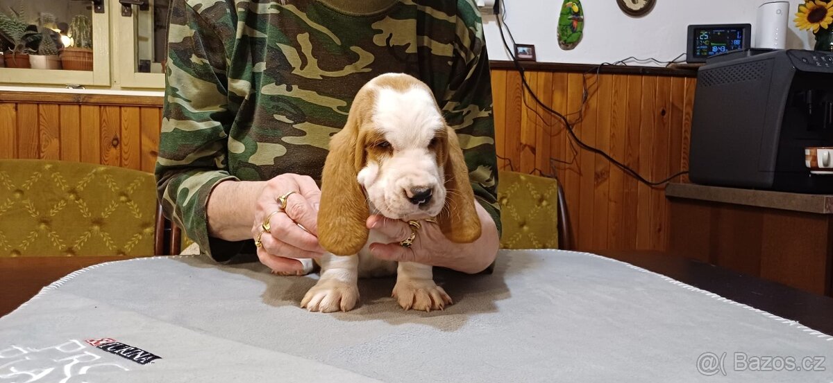 Basset hound – štěně s PP – bikolorní fenka - 10