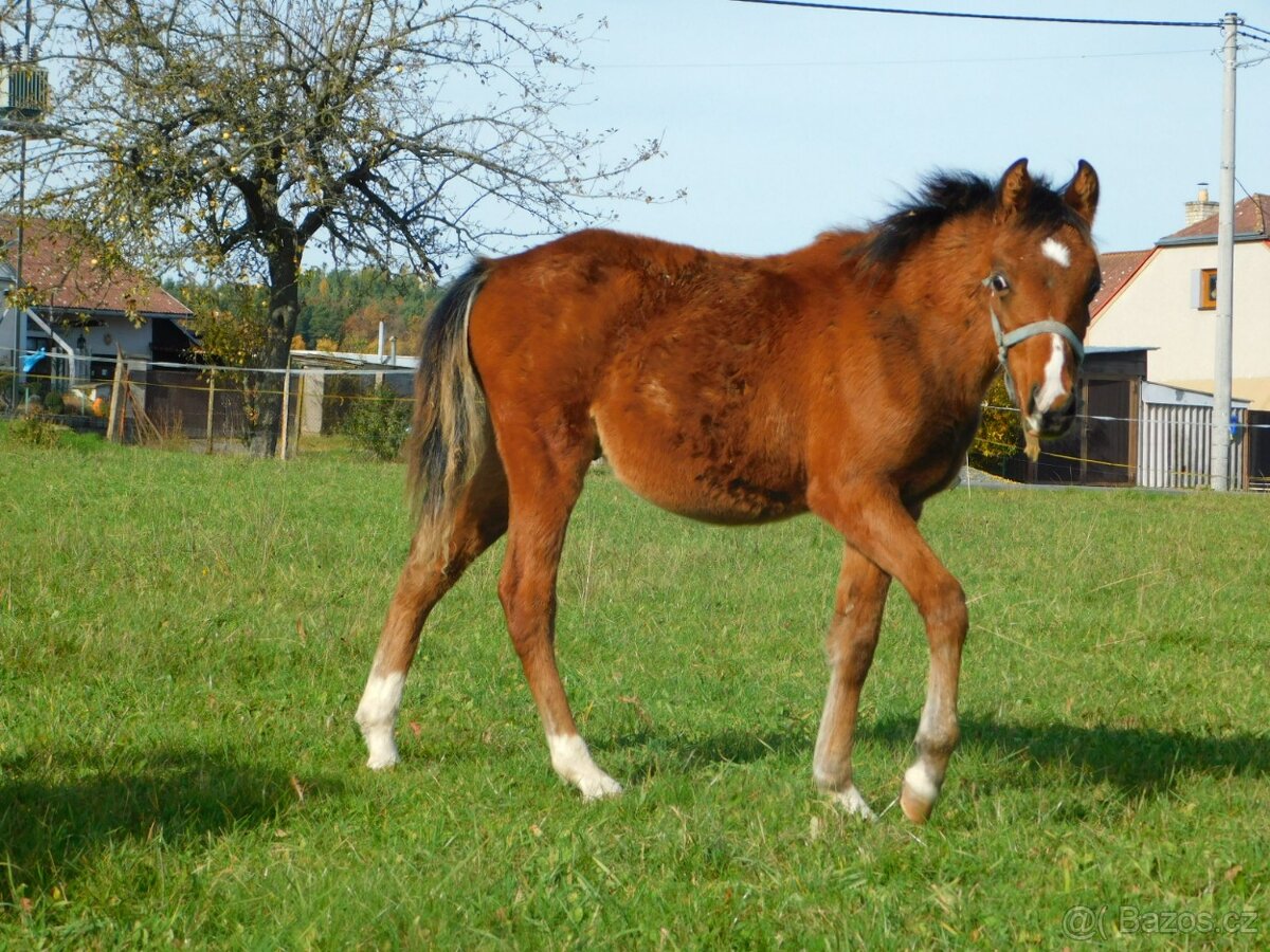 letošní hřebeček pony - 10