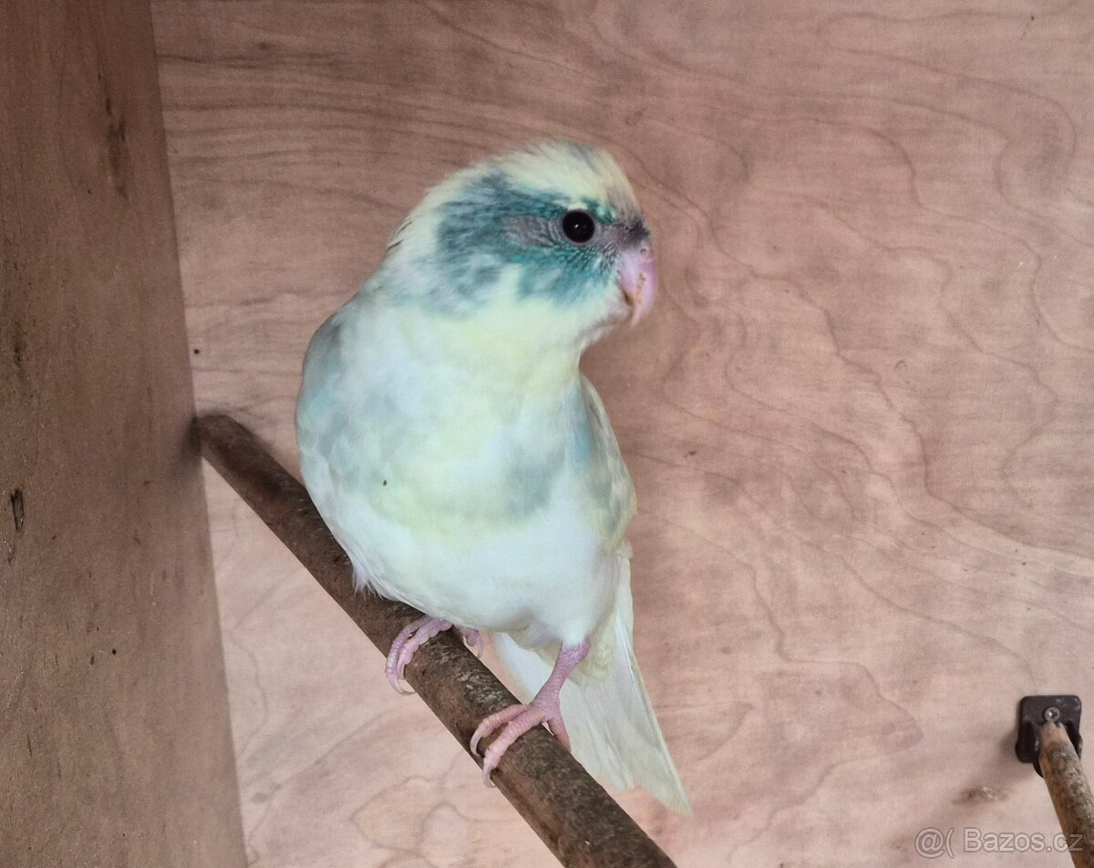 Kakariki rudočely - 10