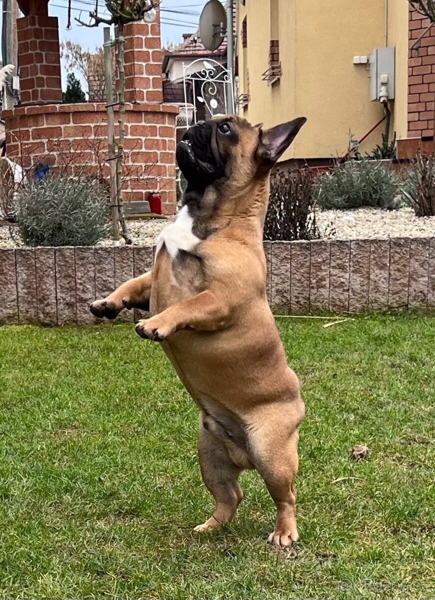 Francouzsky buldoček s PP - psík - 10