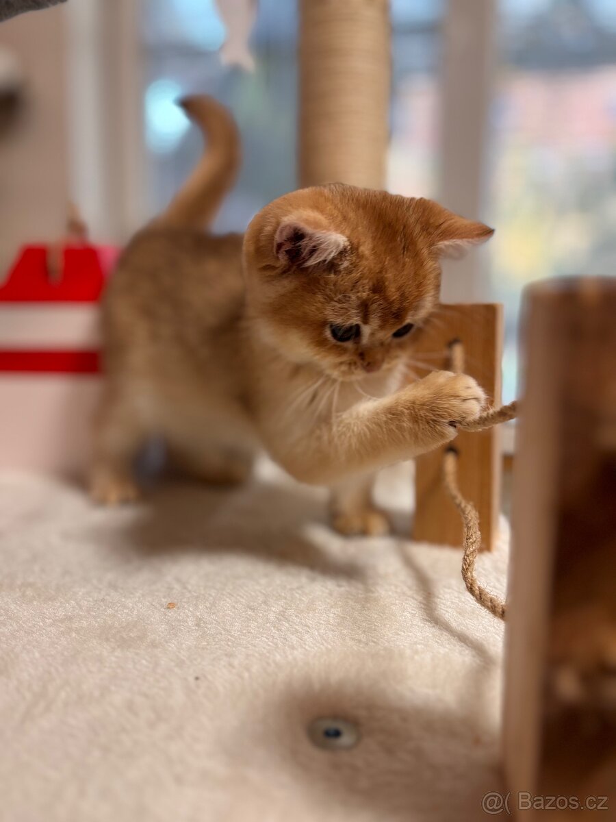 Luxusní zlata britská činčila koťata s PP pro chov - 10