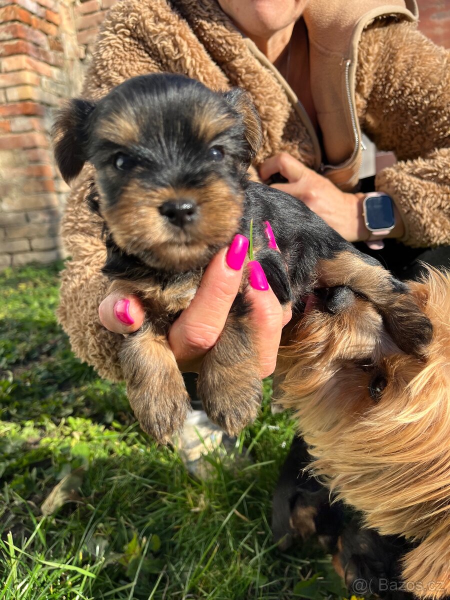 Štěňátka yorkšíra bez PP - 10