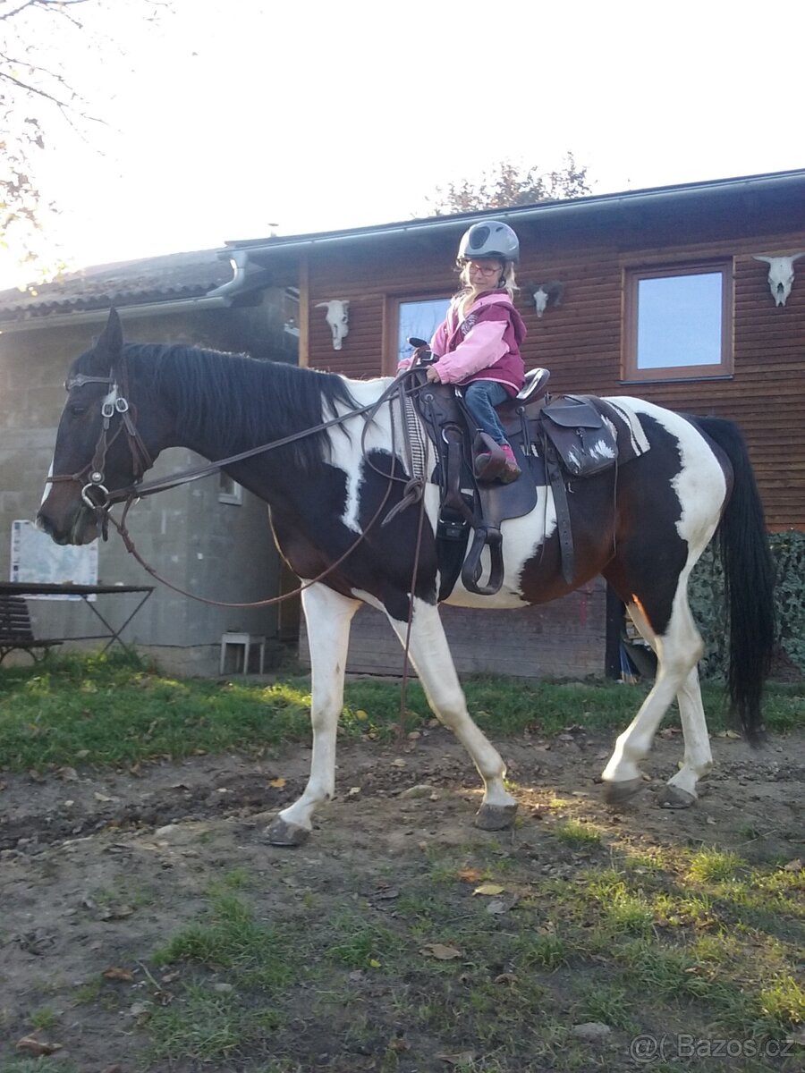 Barock Pinto 2r hřebeček - 10