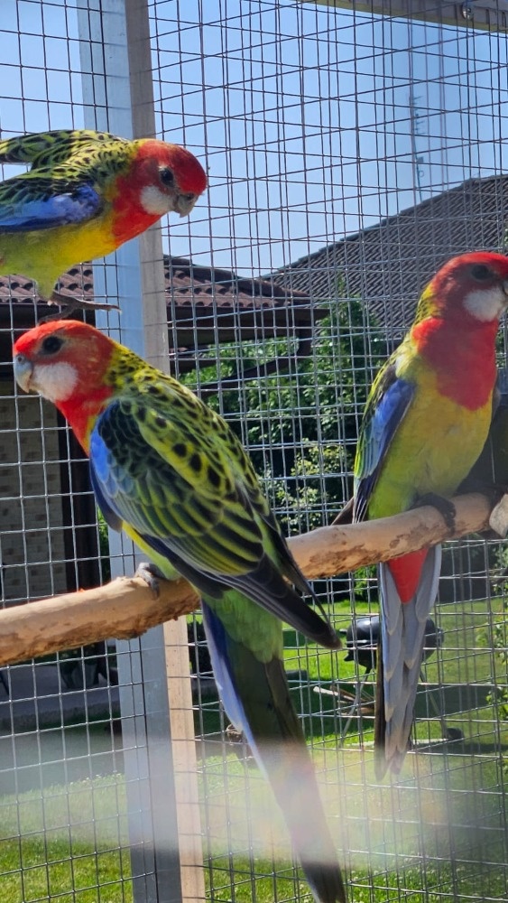 Prodám rosela pestrá nádherná - 10