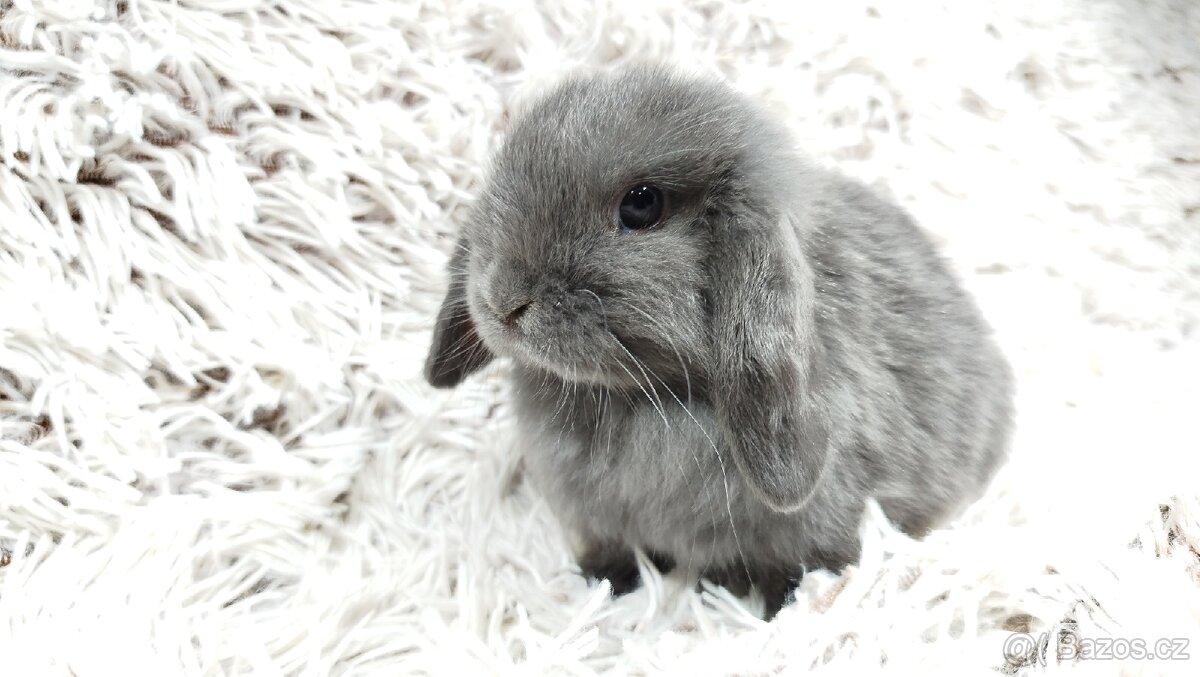 Zakrslý beránek, králíček, králík - KVÍDO - 10