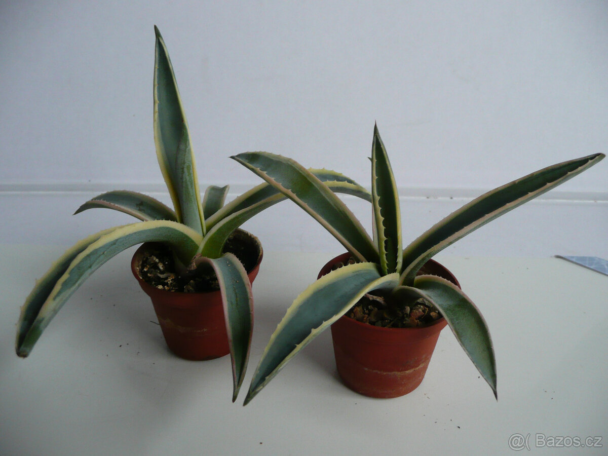 Agave americana - 10