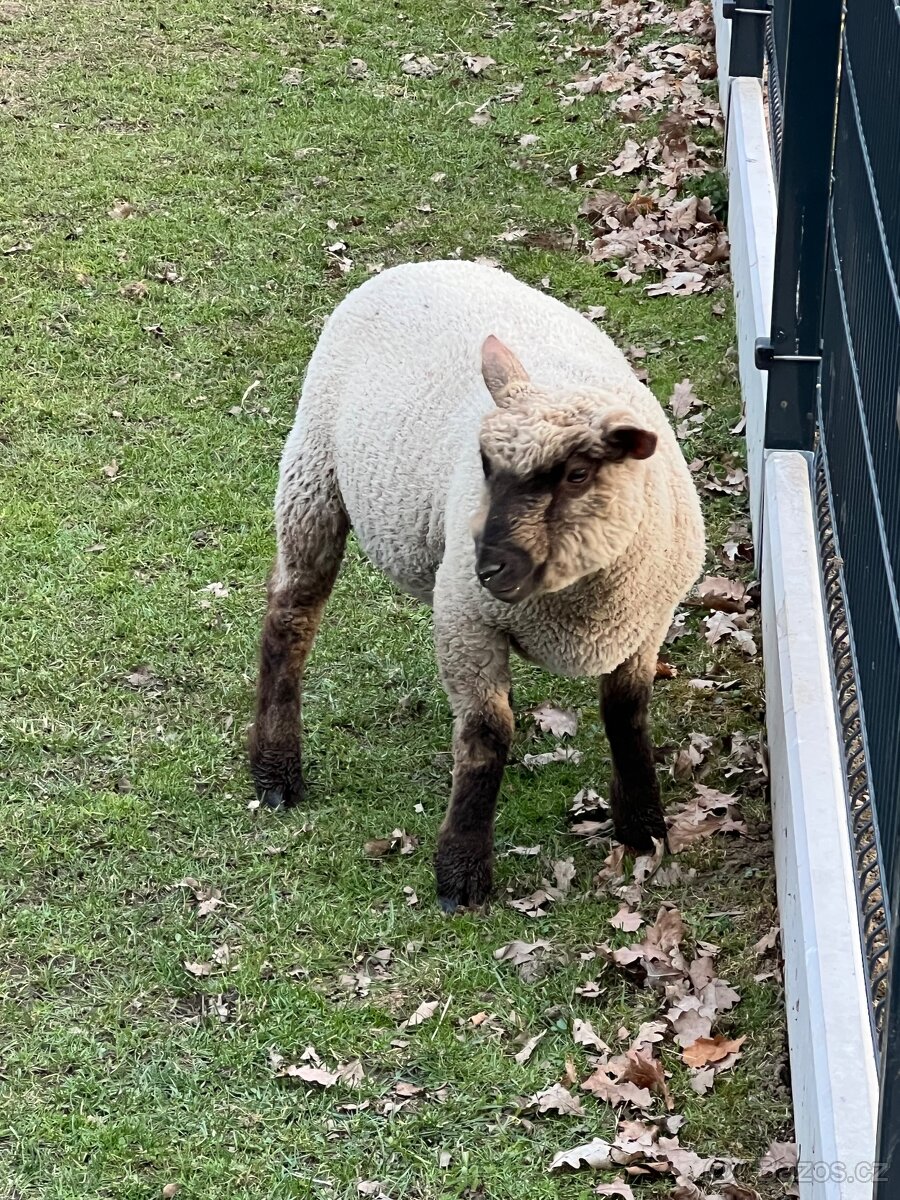 Jehně Charollais - 10