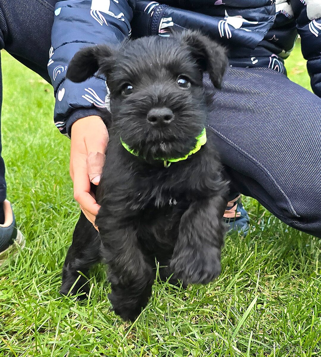 Knírač malý černý - 10