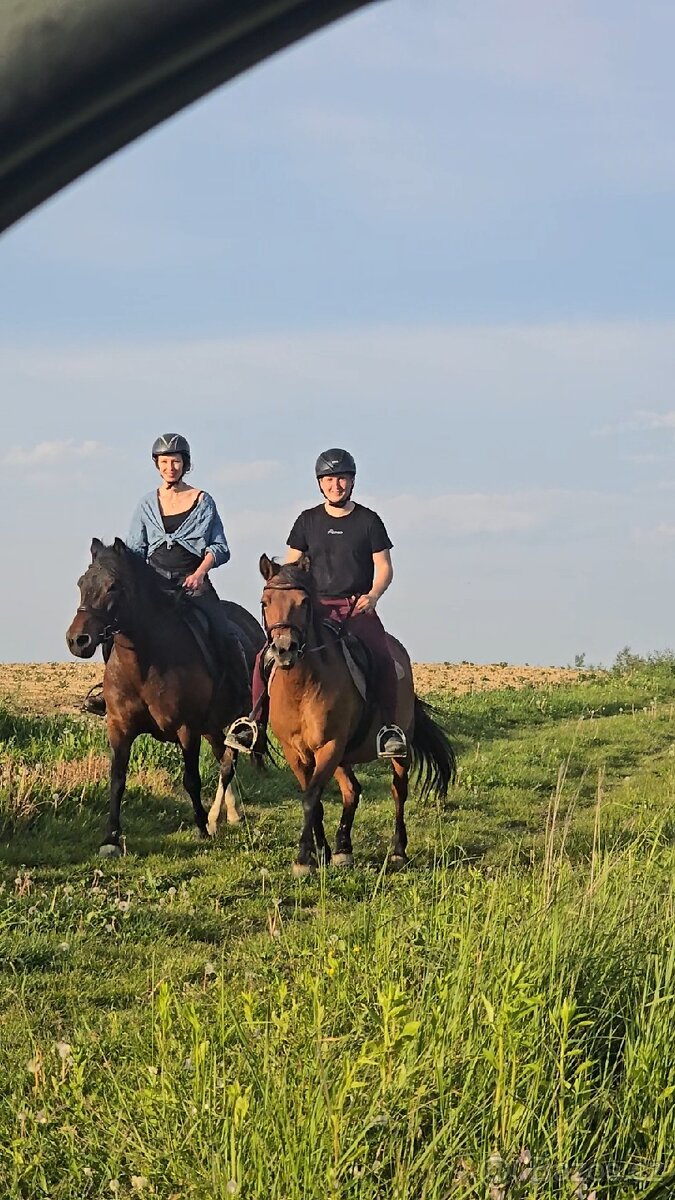 Huculská klisna, hucul, rekreace, vyjížďky, hipoterapie. - 10