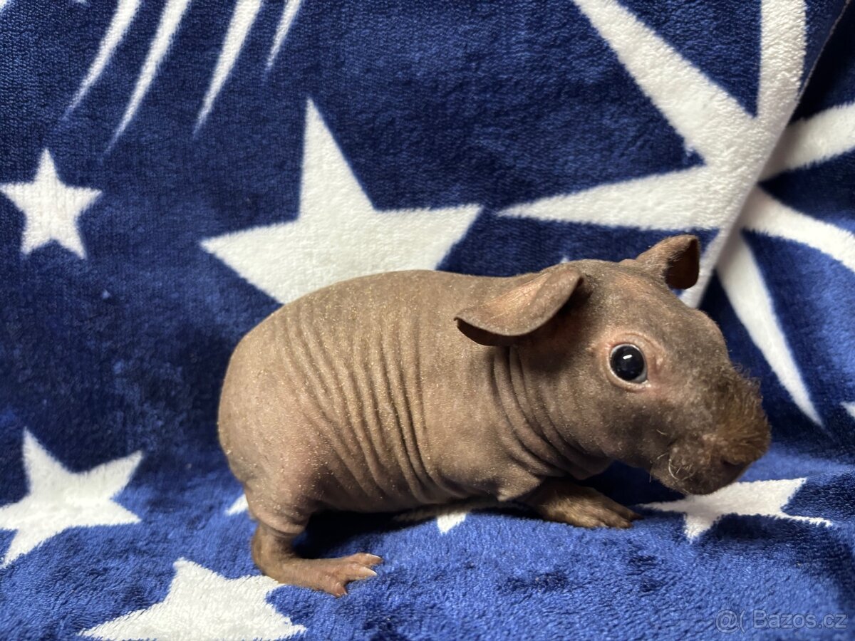 Skinny morče, samečci s PP - 10