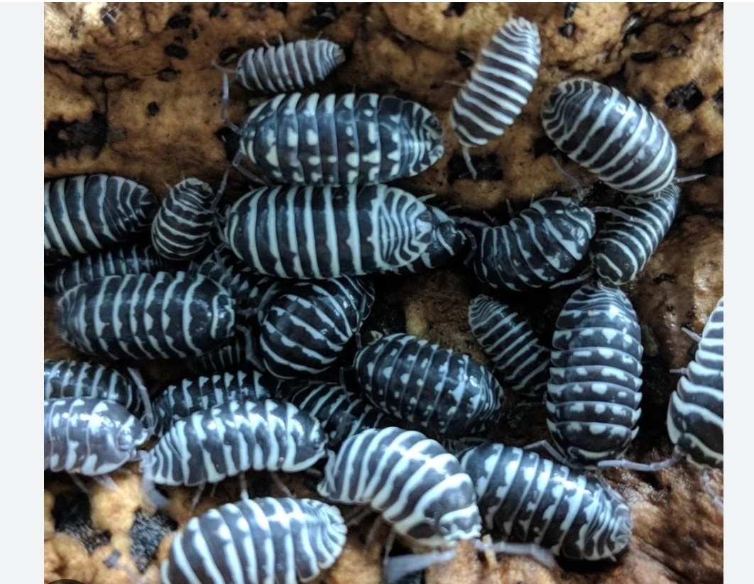 Tropické stínky, svinky - 10