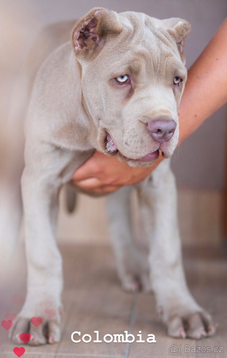 BANDOG, cane corso, doga, pitbull - 10