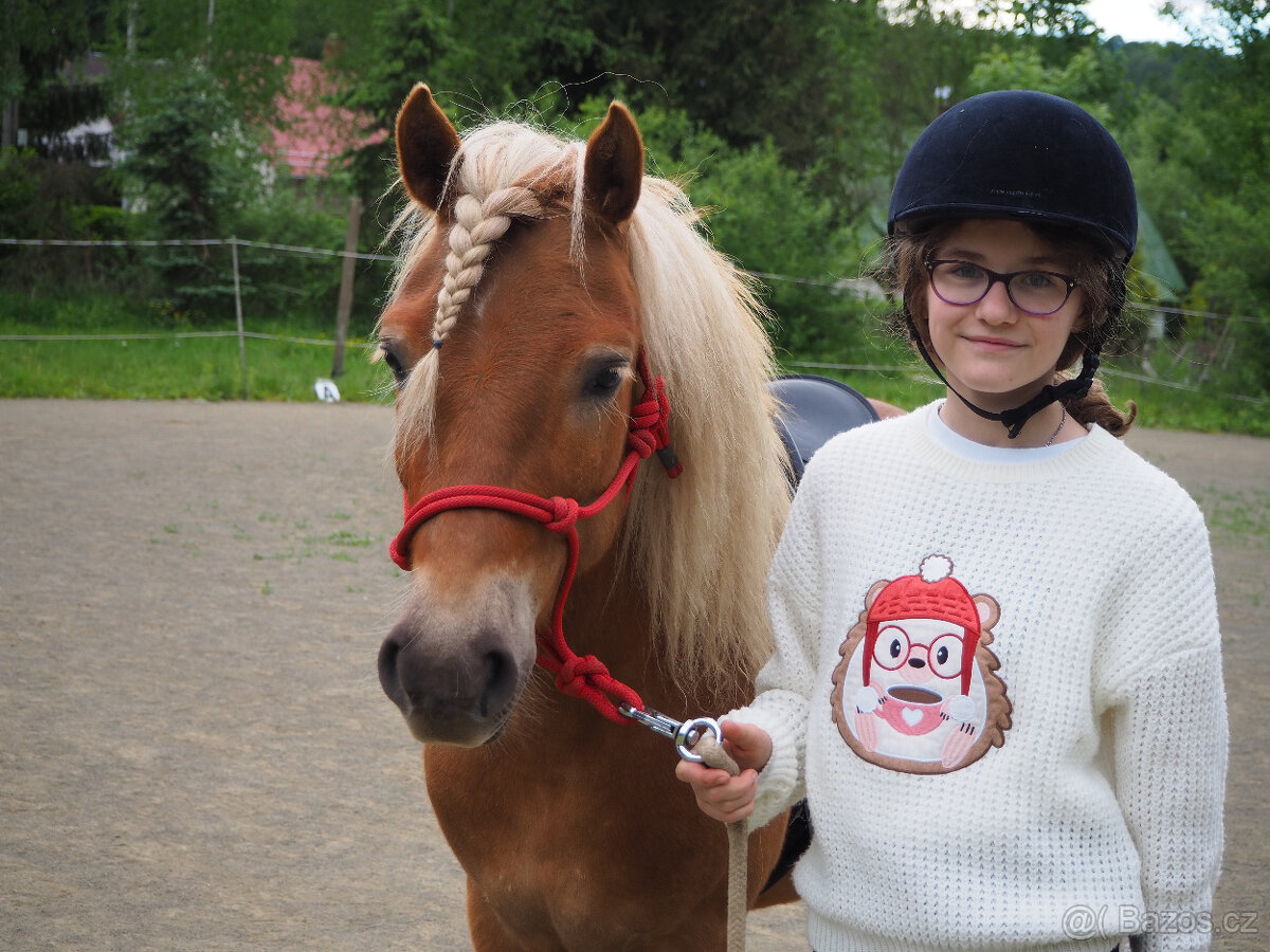 poník 125 cm KVH, 7 let, poloviční Hafling - 10