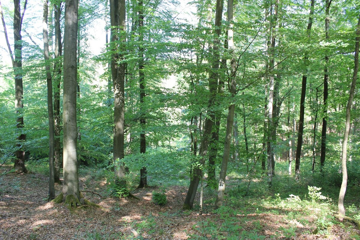 Prodej nevytěženého lesa u Luhačovic - 3,25 ha - 10