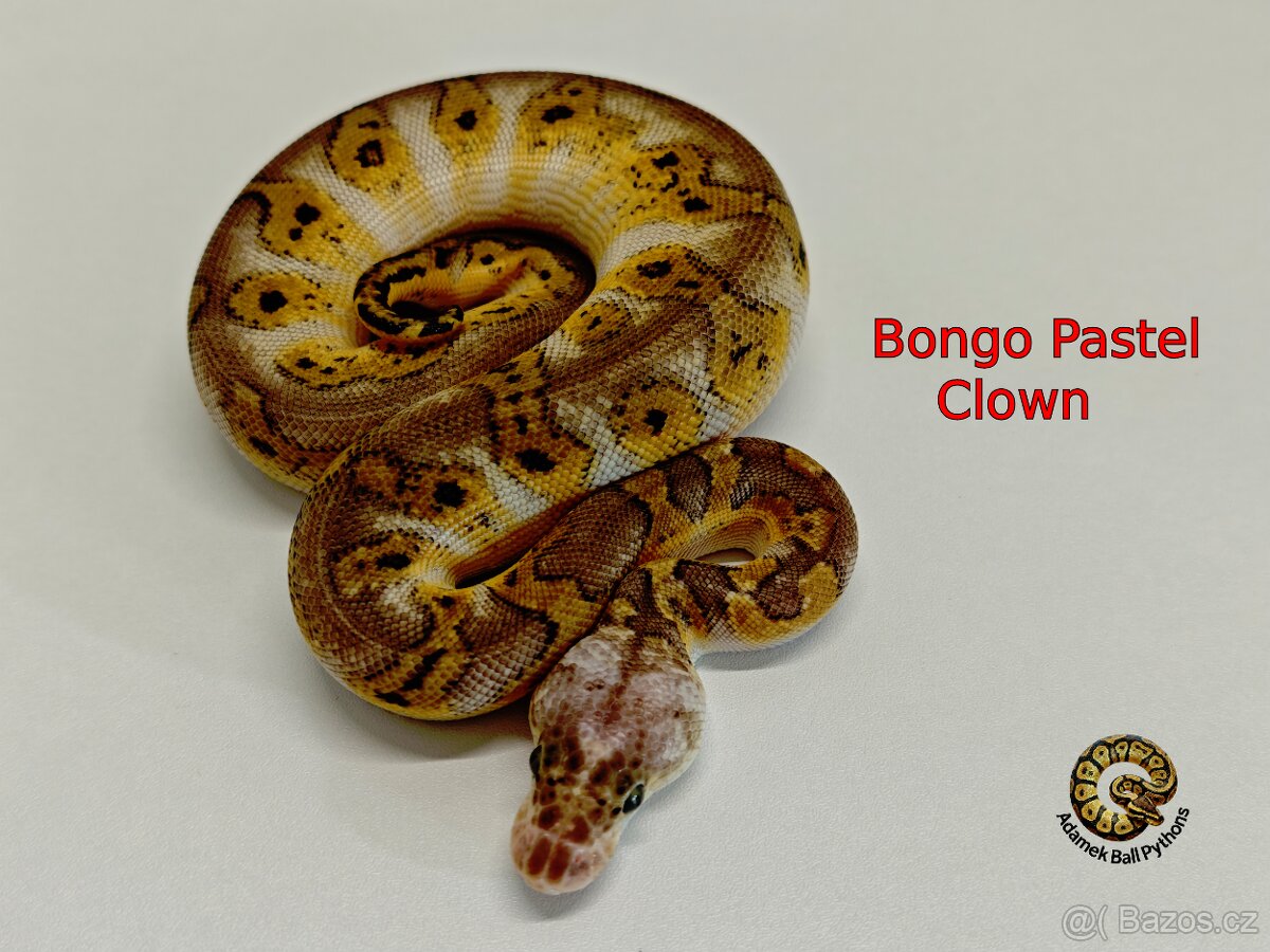 Krajta Královská - 10