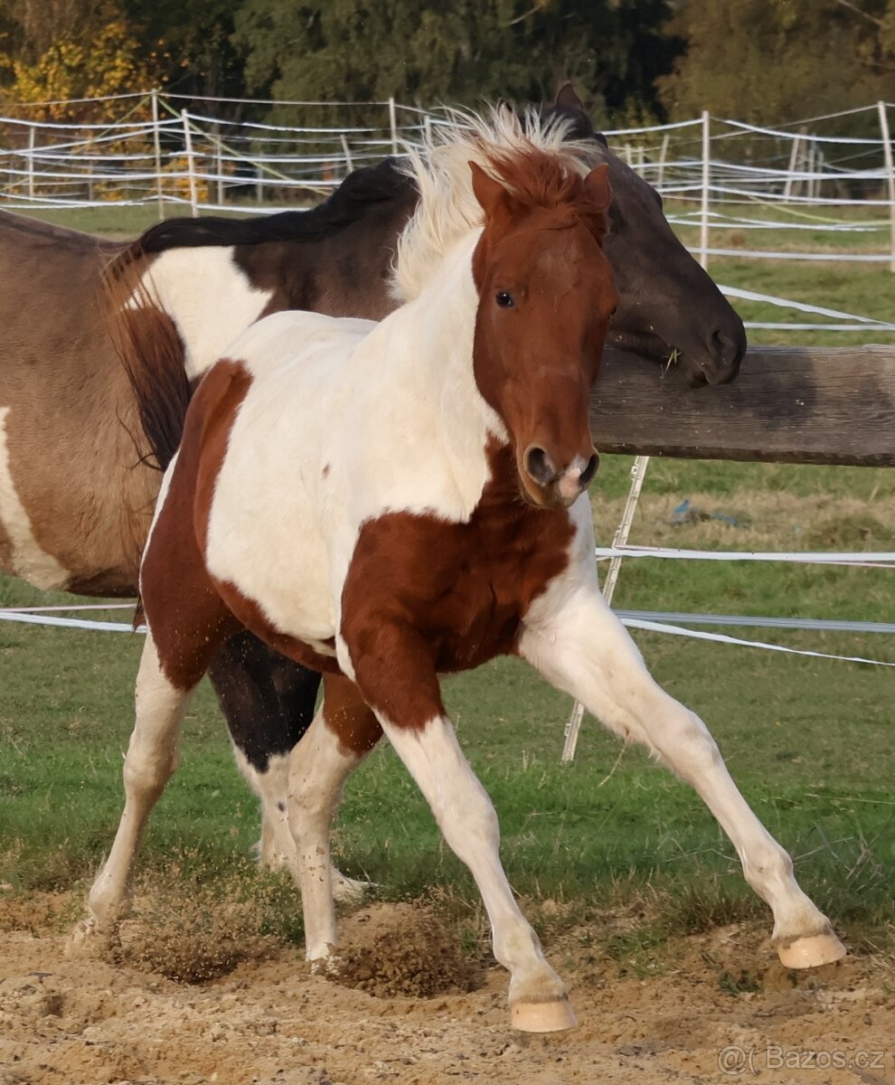 Dvouletý valach APH - 7PANEL - 10