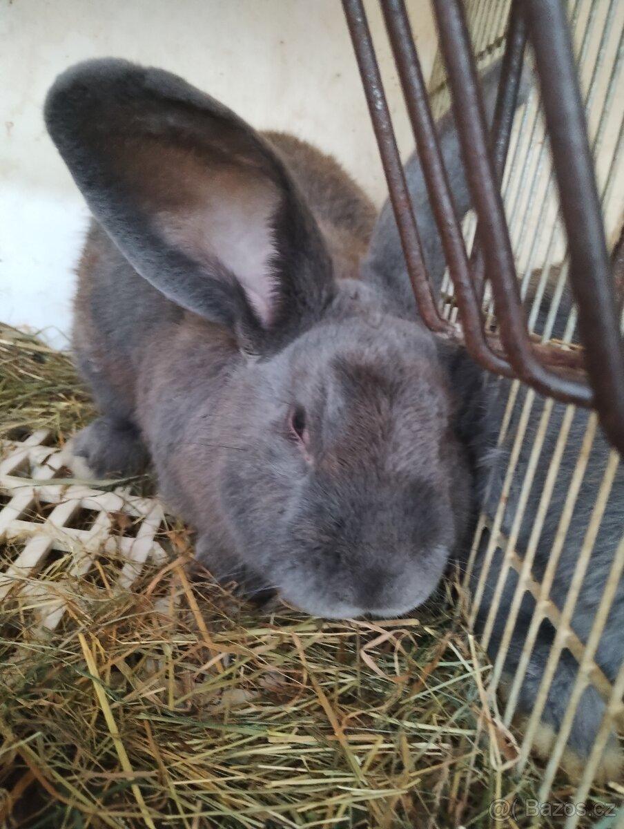 Moravský modrý - 10