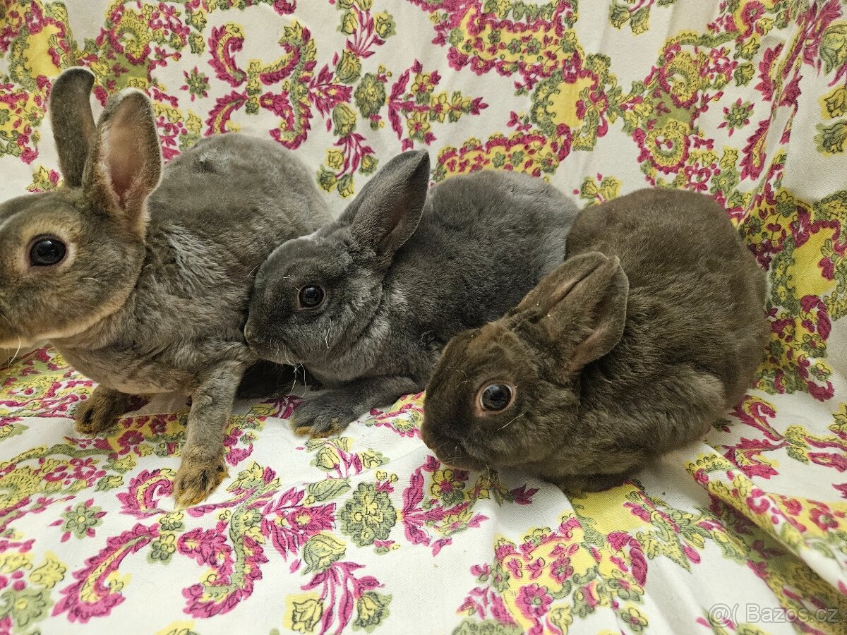 Zakrslý králíček - 10