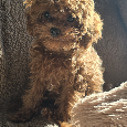 Cavapoo - 10