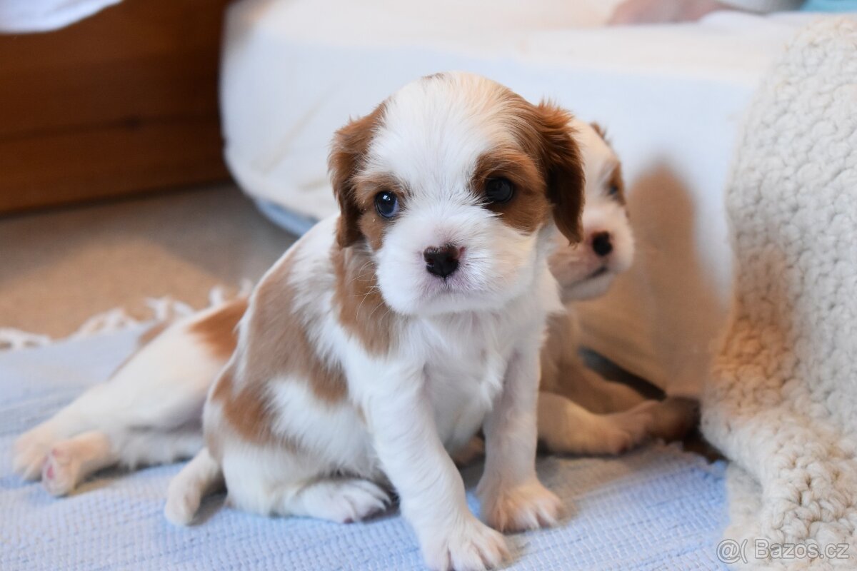Šteniatka Cavalier King Charles Spaniel - 10