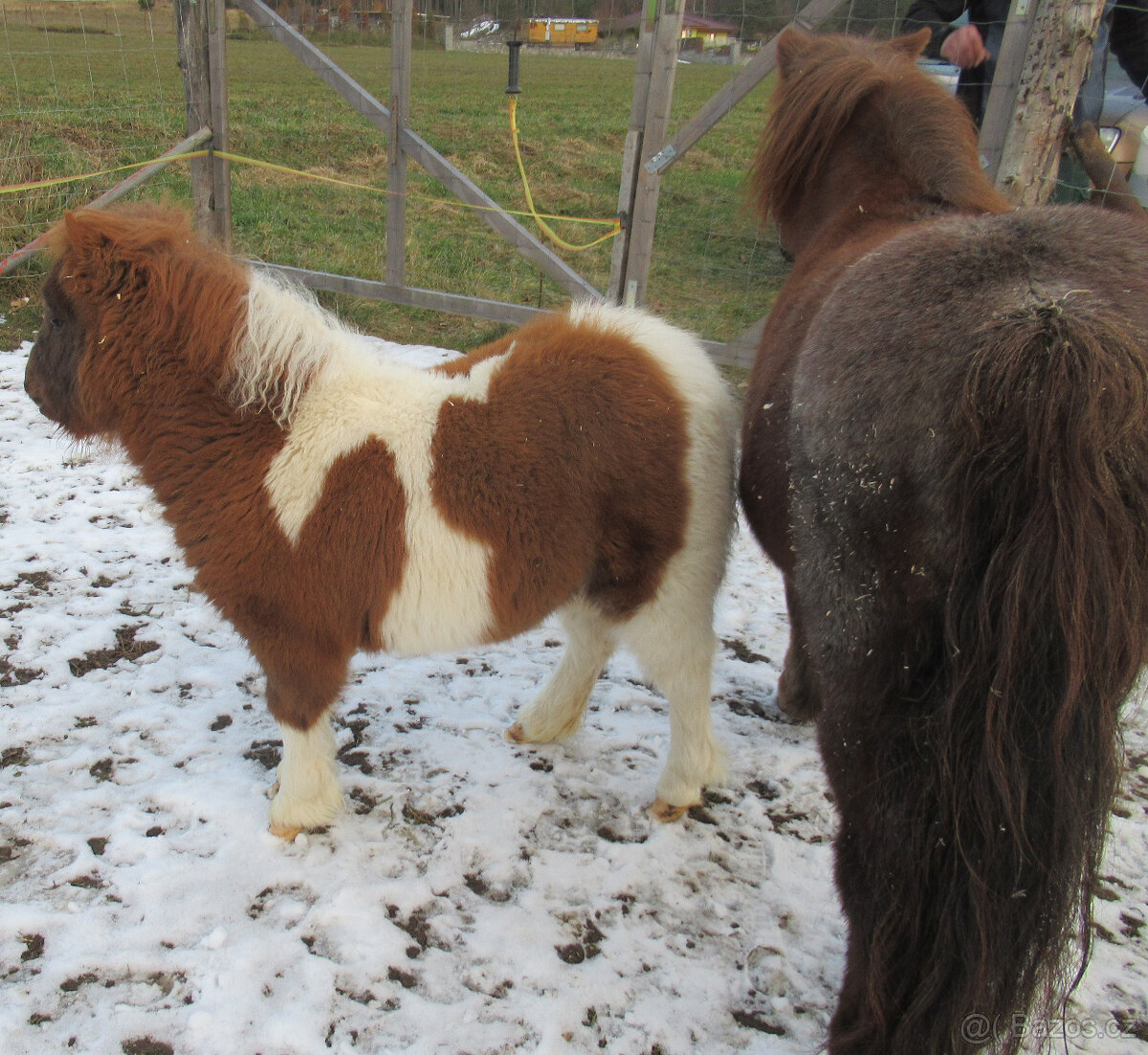 Shetland pony mini - 10