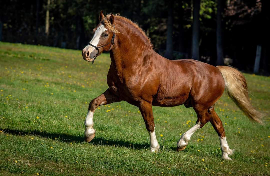 Klisna Welsh pony of cob type - 10
