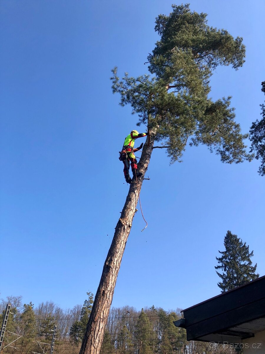 Rizikové kácení - 10