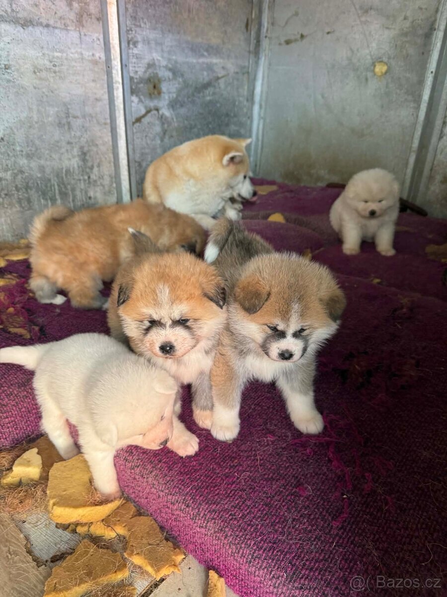 Štěňata Akita inu - 10