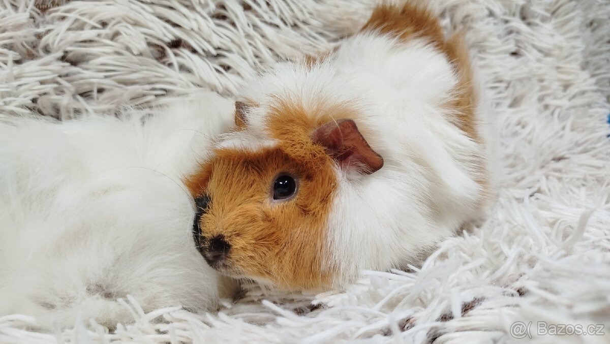 Morče, Morčata, Morčátko, Morčátka - DARWIN A MERLIN - 10