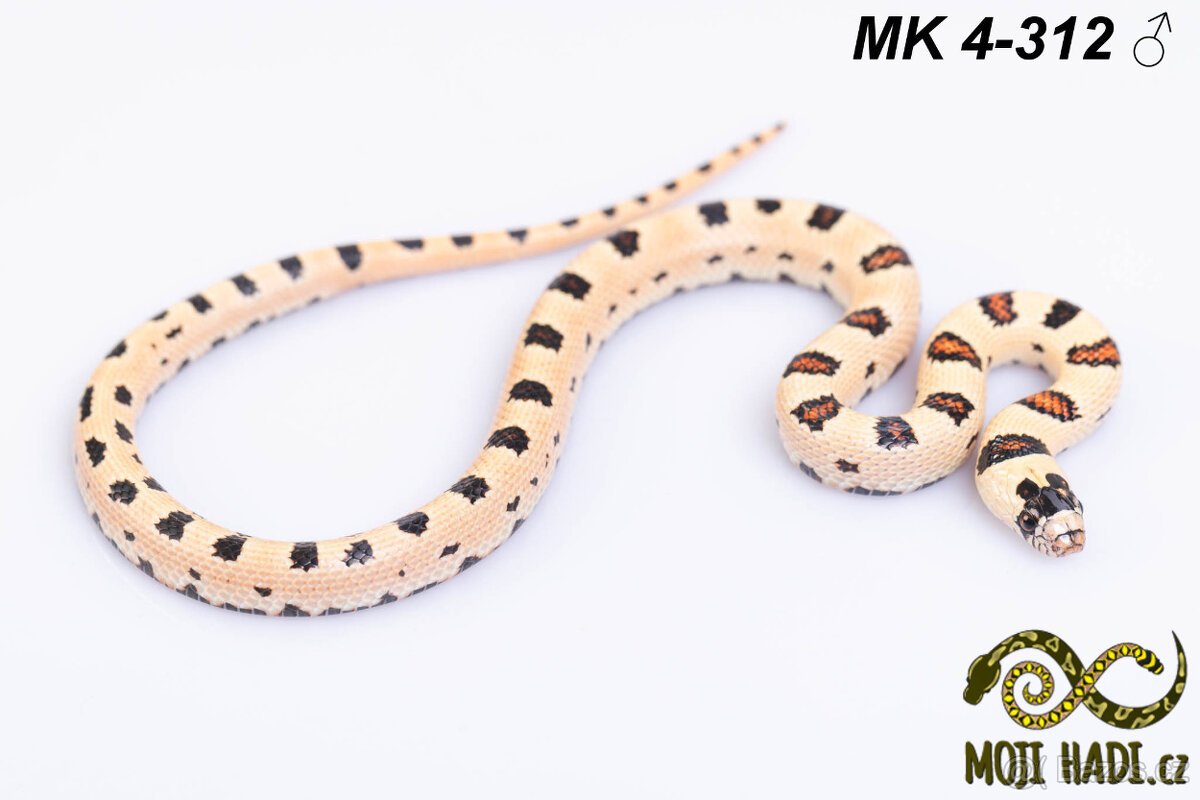 Lampropeltis MAGMAKING - 10