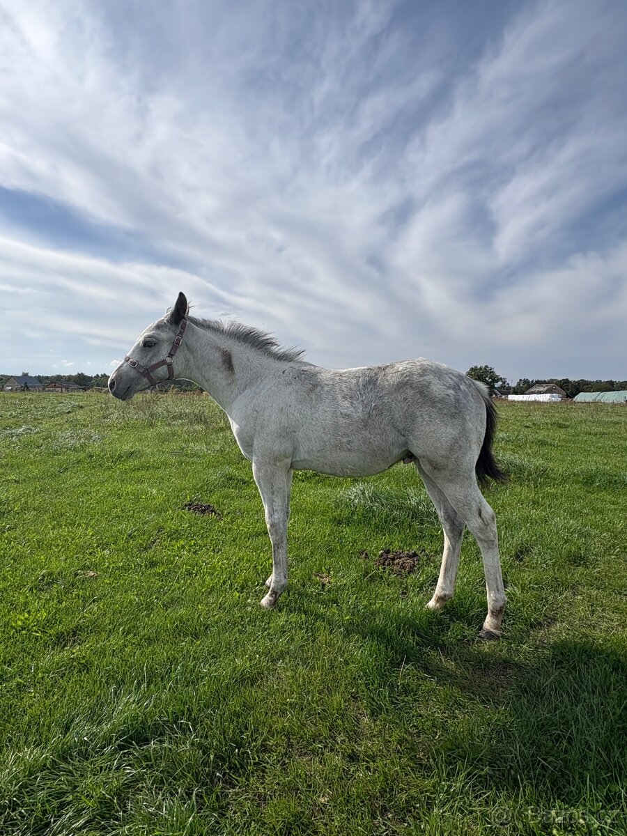 Hřebeček Appaloosa - 10