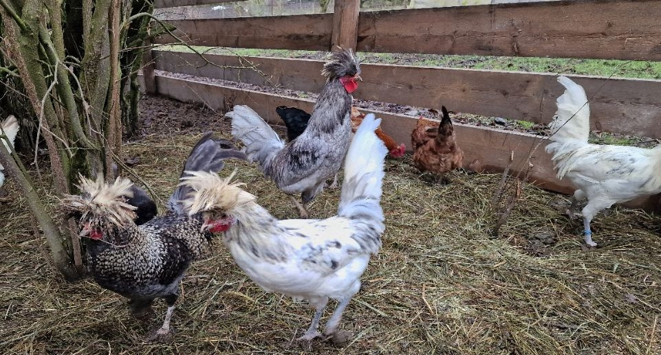 Kohouti Holanďanky, Hedvábničky - 10