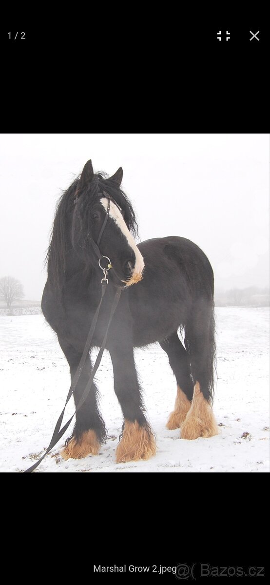 Hřebeček Irský Cob, Irish Cob - 10