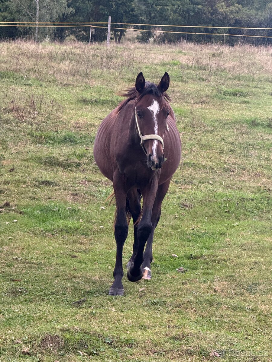 Úžasný hřebeček - 10