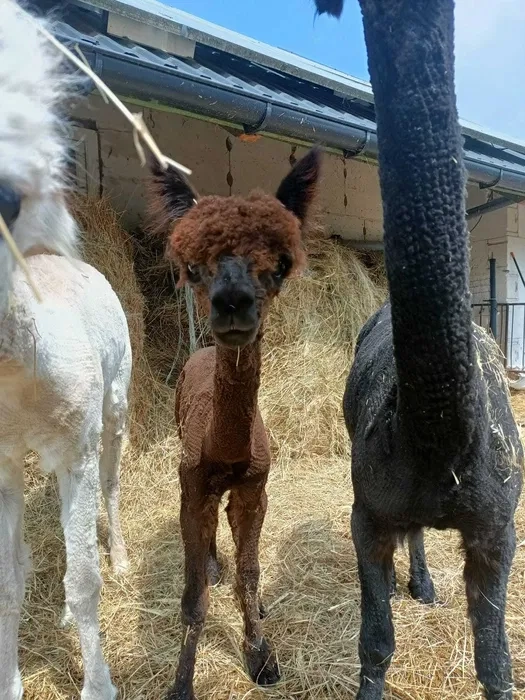 Alpaka - 10