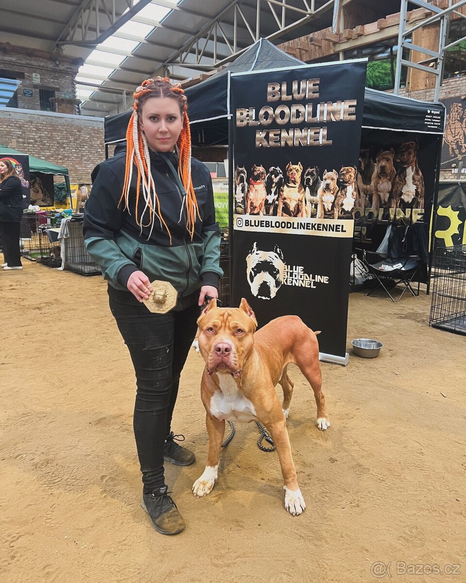 Krytí American Bully XL s PP - 10